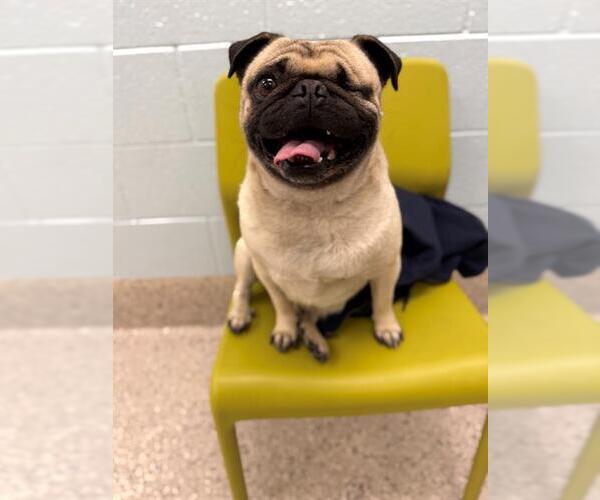 Medium Photo #1 Pug Puppy For Sale in Brighton, CO, USA