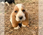 Puppy Button Basset Hound