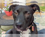 Small #8 Labrador Retriever Mix