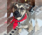 Small #7 Beagle Mix