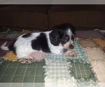 Small Photo #9 Dachshund Puppy For Sale in HAMILTON, MO, USA