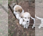Puppy Phillip Great Pyrenees