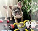 Small #5 French Bulldog