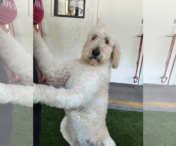 Medium Photo #1 Labradoodle Puppy For Sale in San Diego, CA, USA