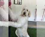 Small Labradoodle