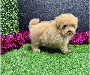 Maltipoo (Miniature) Puppy for sale in CHARLESTON, SC, USA