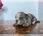 Small #19 Bulldog