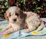 Small Photo #2 Goldendoodle (Miniature) Puppy For Sale in PLACERVILLE, CA, USA