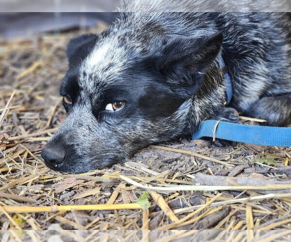 Medium Photo #1 Mutt Puppy For Sale in Paso Robles, CA, USA