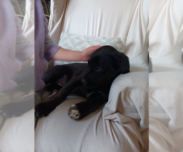 Medium Photo #1 Golden Newfie Puppy For Sale in SHEBOYGAN FALLS, WI, USA