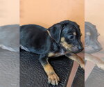 Small #2 Mutt