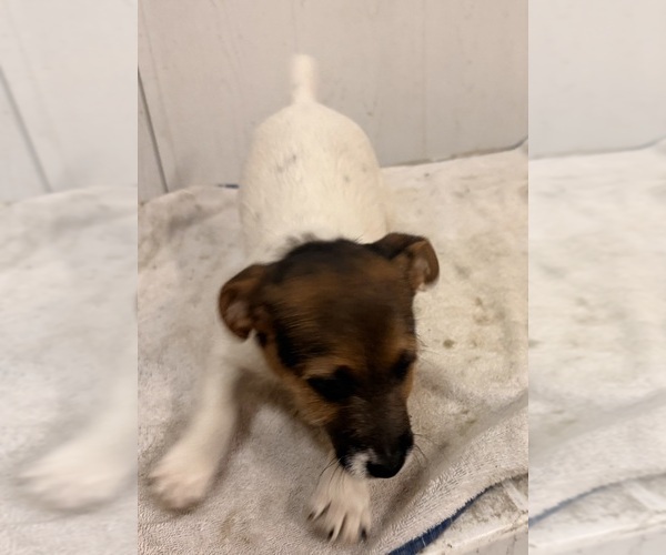 Medium Photo #9 Jack Russell Terrier Puppy For Sale in FREEMAN, MO, USA