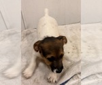 Small Photo #9 Jack Russell Terrier Puppy For Sale in FREEMAN, MO, USA