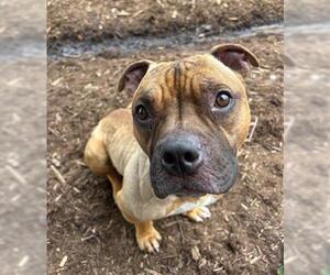 Staffordshire Bull Terrier-Unknown Mix Dogs for adoption in Denver, CO, USA