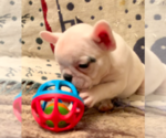 Small Photo #17 French Bulldog Puppy For Sale in MEDFORD, OR, USA