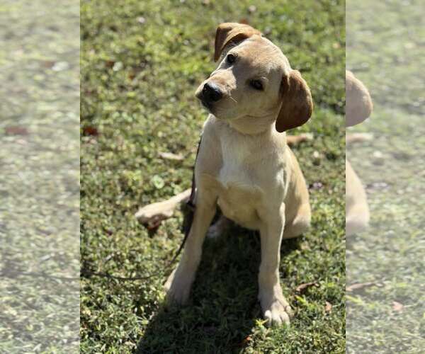 Medium Photo #1 Labralas Puppy For Sale in Attalka, AL, USA