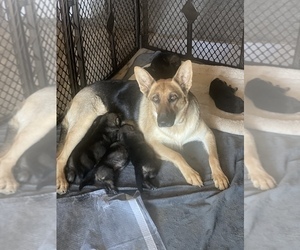 Mother of the German Shepherd Dog puppies born on 12/26/2021
