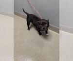 Small Miniature Bull Terrier Mix