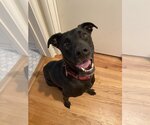 Small #3 Labrador Retriever Mix
