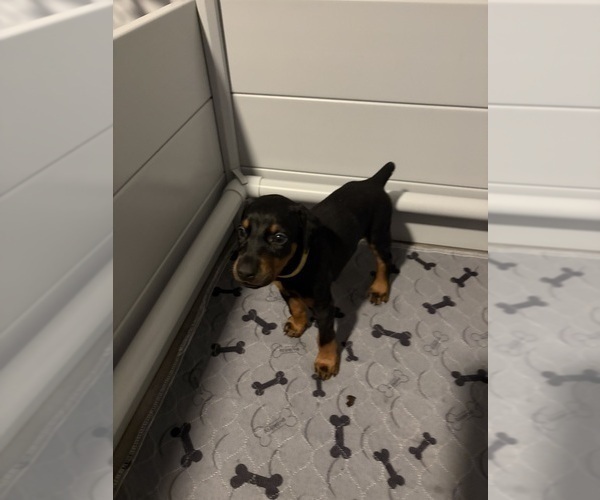 Medium Photo #24 Doberman Pinscher Puppy For Sale in CHEPACHET, RI, USA