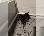 Small #23 Doberman Pinscher