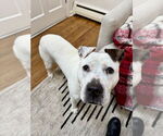 Small #23 Dogo Argentino-Labrador Retriever Mix