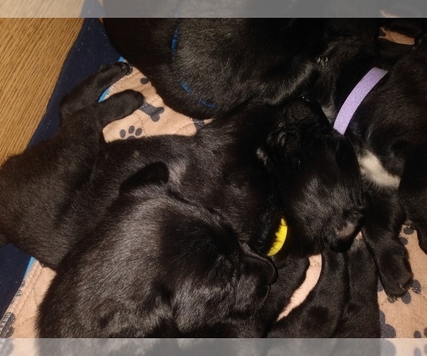 Medium Photo #20 Belgian Malinois-German Shorthaired Pointer Mix Puppy For Sale in SALINAS, CA, USA