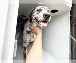 Mutt Dogs for adoption in Houston, TX, USA