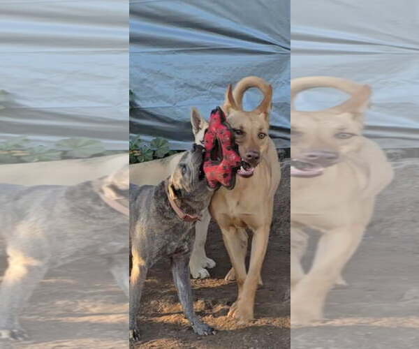 Medium Photo #3 Carolina Dog-Unknown Mix Puppy For Sale in Visalia, CA, USA