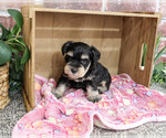 Small #3 Schnauzer (Miniature)