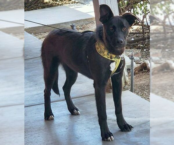 Medium Photo #4 Labrador Retriever-Unknown Mix Puppy For Sale in Tustin, CA, USA