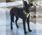 Small #3 Labrador Retriever Mix