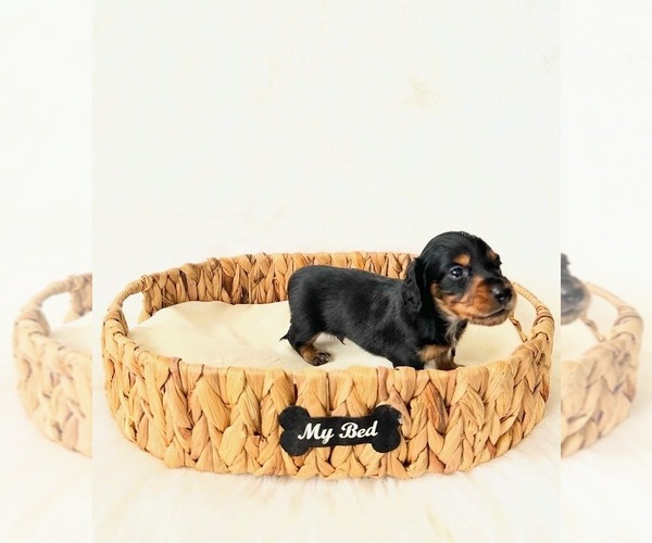 Medium Photo #2 Dachshund Puppy For Sale in DAVIS, CA, USA
