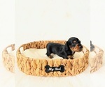 Small #1 Dachshund