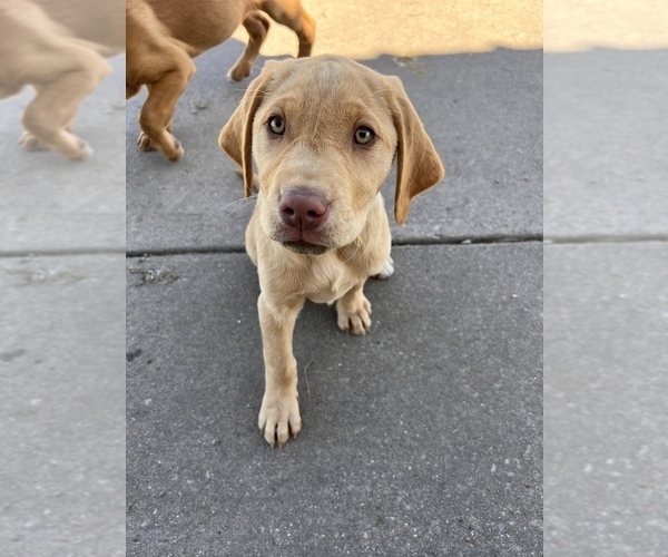 Medium Photo #4 Labrador Retriever Puppy For Sale in COMMERCE, TX, USA