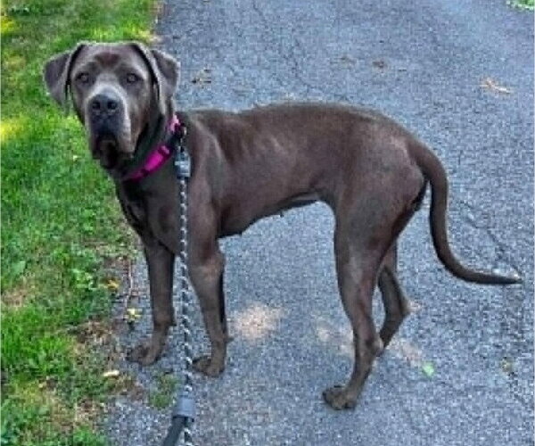 Medium Photo #3 Mastiff-Unknown Mix Puppy For Sale in New York, NY, USA