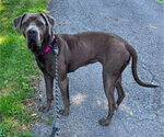 Small #2 Mastiff Mix