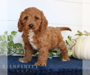 Cavapoo Puppy for sale in NARVON, PA, USA