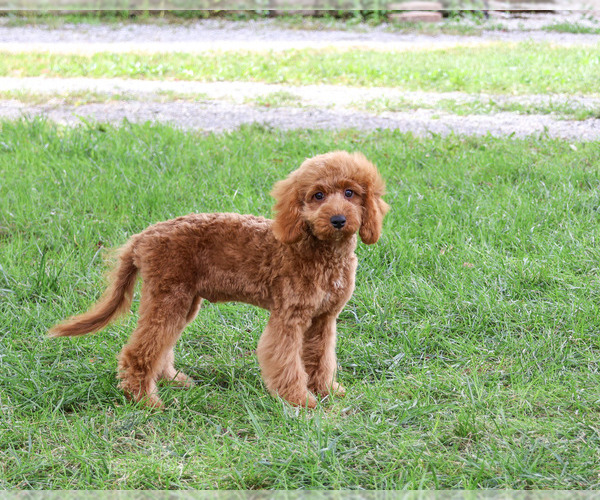 Medium Photo #6 Cavapoo (Miniature) Puppy For Sale in SYRACUSE, IN, USA