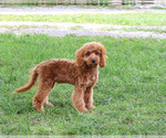 Donut - Male Cavapoo (Miniature) Puppy for Sale - Photo #6