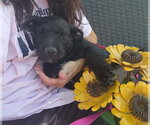 Small #1 Mutt