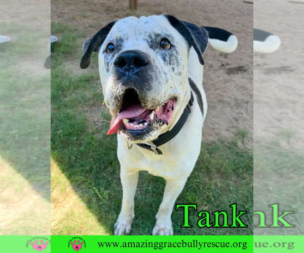 Medium Photo #2 Mastiff-Unknown Mix Puppy For Sale in Pensacola, FL, USA