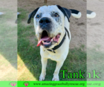 Small #1 Mastiff Mix