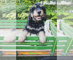 Small #1 Bernedoodle (Miniature)