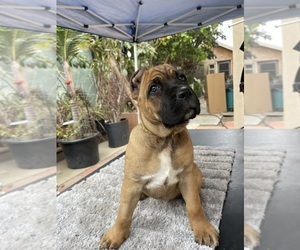 Cane Corso Puppy for sale in INGLEWOOD, CA, USA