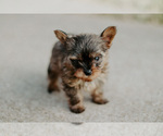Small Photo #3 Yorkshire Terrier Puppy For Sale in FOREST HILL, TX, USA