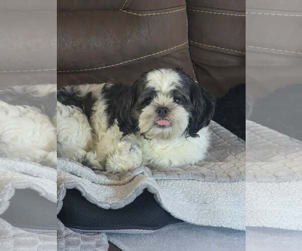 Medium Photo #2 Shih Tzu Puppy For Sale in pomfret, CT, USA