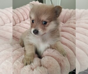 Pomeranian Puppy for sale in WINFIELD, KS, USA