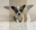 Image preview for Ad Listing. Nickname: Litter of 3