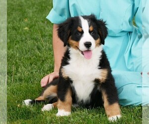 Bernese Mountain Dog Puppy for Sale in CLARE, Michigan USA